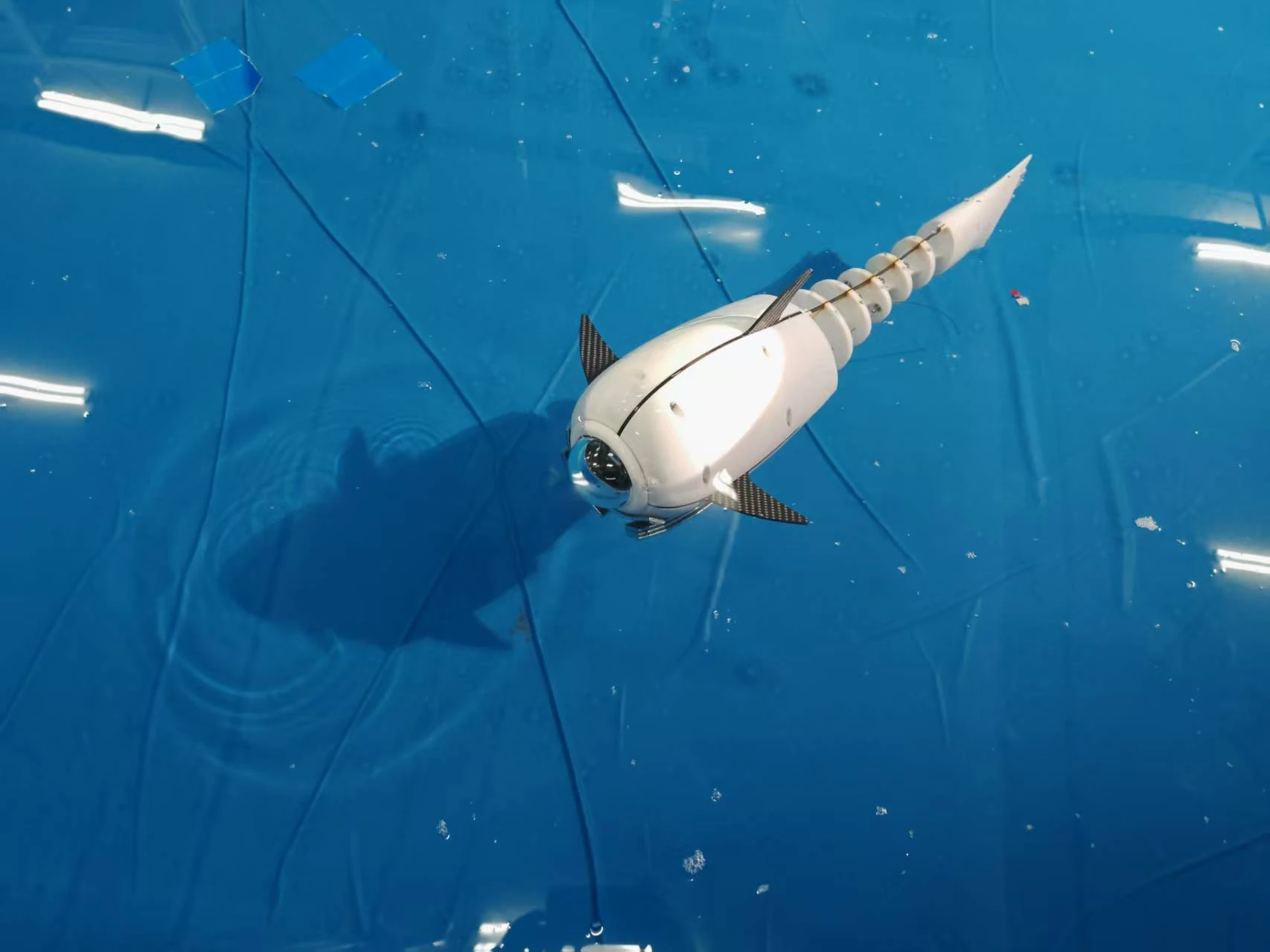 A white biomimetic robotic fish with a camera at the front, in a blue water tank
